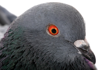 portrait grey dove