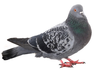 dove