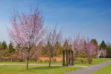 Fototapeta na wymiar Flowering fruit trees, Spring