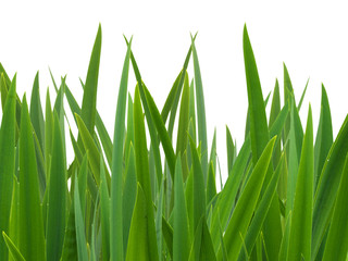 Fototapeta premium Reeds