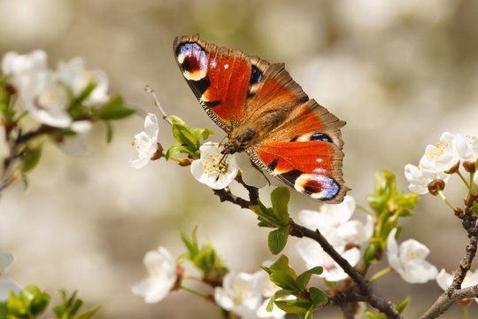 Spring, Butterfly European Peacock (Inachis io)