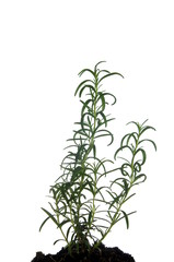 plant rosemary