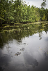 swamp - Louisiana