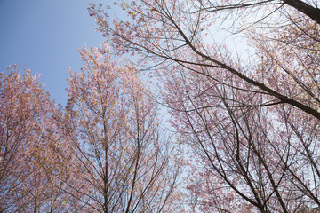 Beautiful Cherry blosom