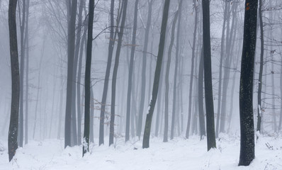 Foggy Winter Forest.