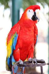 scarlet macaw