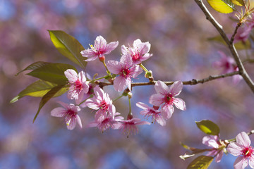 Fototapeta na wymiar Pink Cherry Blossom Folwers