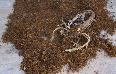 rhizome d'agapanthe et terreau pour planter