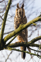 Long Eared Owl (Asio otus)