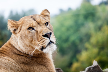 Obraz na płótnie Canvas Portret lwica