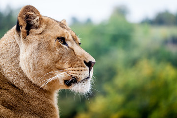 Portrait de lionne
