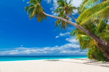 tropical beach with palm trees, summer vacation