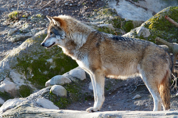 Grey Wolf - Canis Lupus