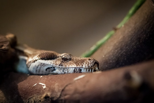 Portrait de python