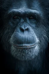 Photo sur Plexiglas Singe Portrait de singe chimpanzé