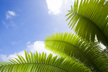 coconut leaf and sky