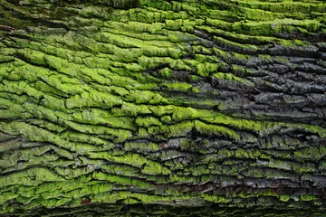 Aluminium Prints Macro photography green bark texture