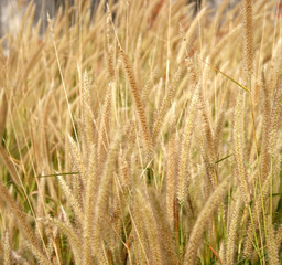 Fototapeta premium grass flower for background