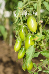 Green tomatoes in the greenhouse.