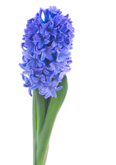 blue hyacinth flowers