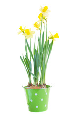 pot with spring growing daffodils