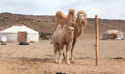 Papier Peint photo Lavable Chameau ferme de chameaux