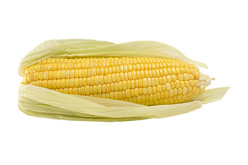 Corn isolated on white