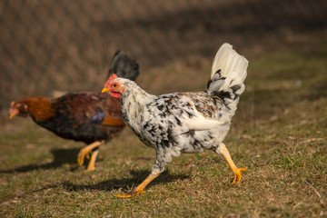 Chickens on traditional free range poultry farm