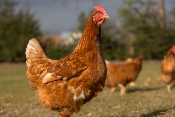 Chickens on traditional free range poultry farm
