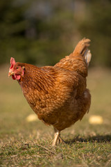 Chickens on traditional free range poultry farm
