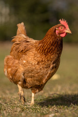 Chickens on traditional free range poultry farm