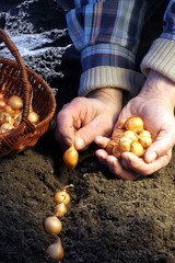 Gärtner setzt Steckzwiebeln in sein Gartenbeet