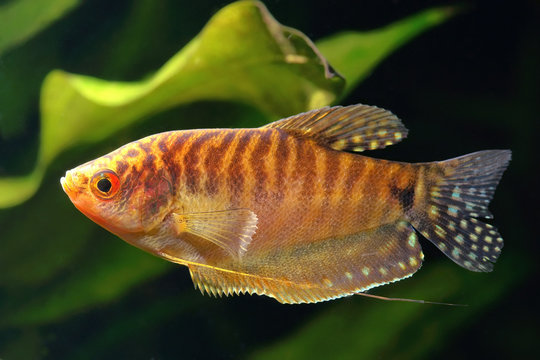 Golden gourami.