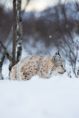 Lynx sneaks in winter landscape