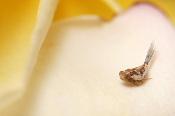 tiny insect on the flower