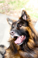 Hund mit langem Fell