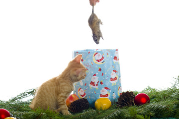 Katze bekommt eine Maus als Geschenk
