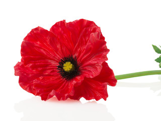 Obraz premium Red poppy on a white background