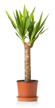 Yucca Plant On A White Background