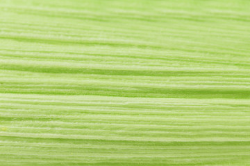 Close up of corn leaf texture.