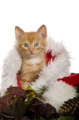 Katzenbaby in Weihnachtsmannmütze