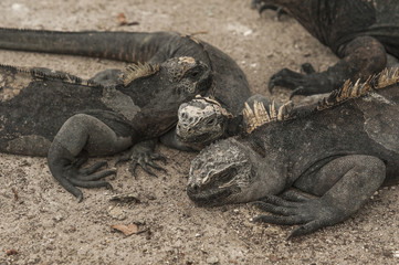 iguana galapagos