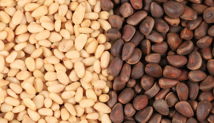 Bunch of pine nuts. Close up.