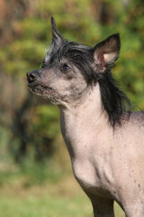 Amazing Chinese Crested Dog in the garden