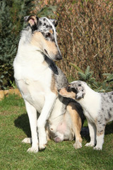 Obraz premium Nice dog of Collie Smooth scared of parenting