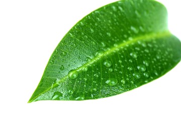 Naklejka na ściany i meble Beautiful green leaf, isolated on white