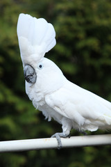 Sulphur-crested Cockatoo Parrot moving