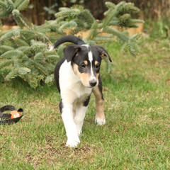 Naklejka na ściany i meble Puppy of Collie Smooth moving in the garden