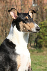 Nice Collie Smooth in the garden