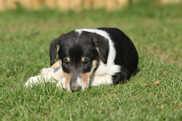 Collie Smooth in the garden